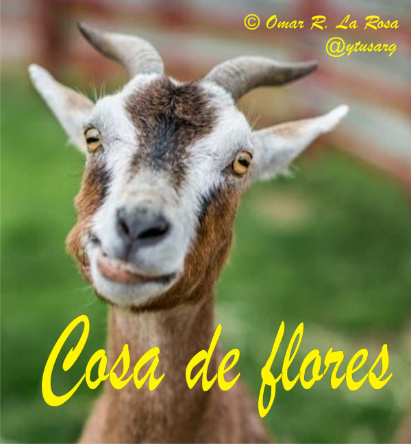 Portada de COSA DE FLORES